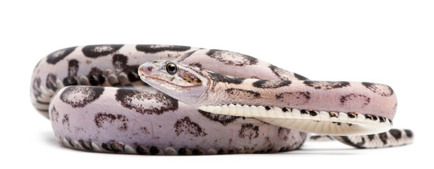 Scaleless Corn Snake, Pantherophis Guttatus © Eric Isselée