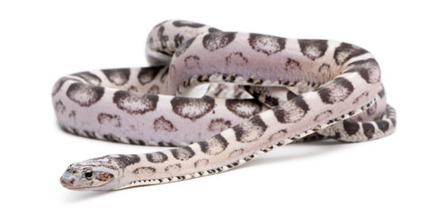 Obraz premium Scaleless Corn Snake, Pantherophis Guttatus