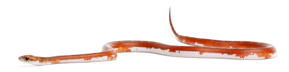 Corn Snake, Pantherophis Guttatus