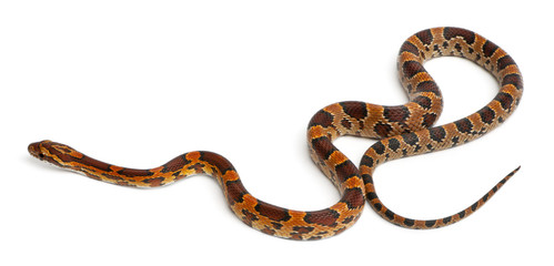 Corn Snake, Pantherophis Guttatus