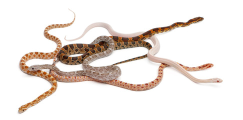 Fototapeta premium Scaleless Corn Snakes, Pantherophis Guttatus