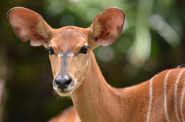 Deer