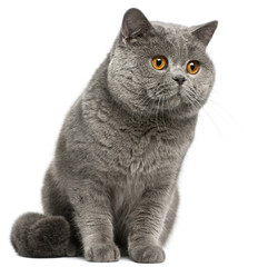 British Shorthair cat, 2 years old, in front of white background
