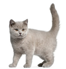 British Shorthair kitten, 3 months old