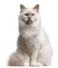 Fototapeta premium Birman cat, 9 months old, in front of white background