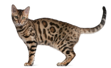 Bengal kitten, 5 months old, in front of white background