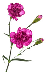 Naklejka na ściany i meble beauty purple carnations