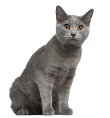 Chartreux kitten, 5 months old, in front of white background