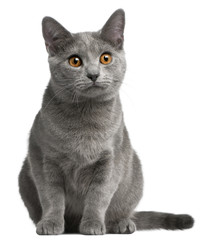 Chartreux kitten, 5 months old, in front of white background