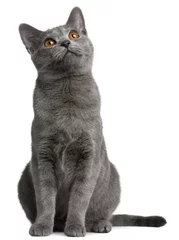 Wall murals Cat Chartreux kitten, 5 months old, in front of white background