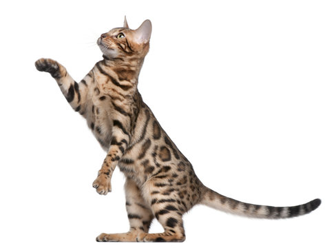 Bengal kitten, 5 months old, in front of white background
