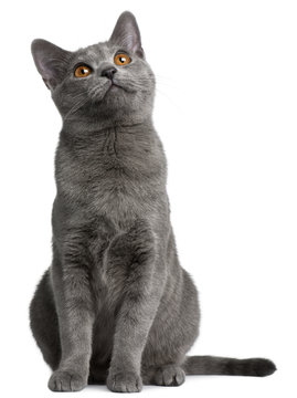 Fototapeta Chartreux kitten, 5 months old, in front of white background