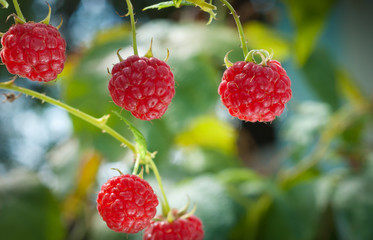 Red raspberry on the branch