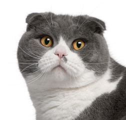 Close-up of Scottish Fold cat, 1 year old