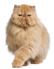 Persian cat, 3 years old, in front of white background