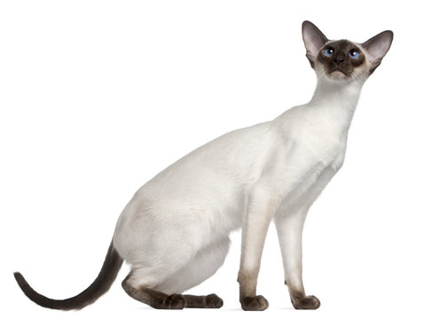 Siamese kitten, 7 months old, in front of white background