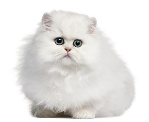 Persian kitten, 4 months old, in front of white background