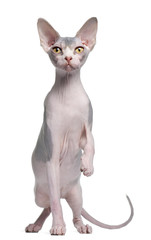 Sphynx kitten, 7 months old, in front of white background
