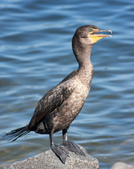 Double-Crested Cormorant
