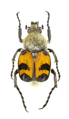 Trichius fasciatus