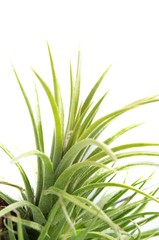 Tillandsias: 