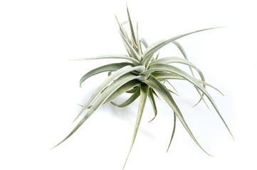 Tillandsias: 
