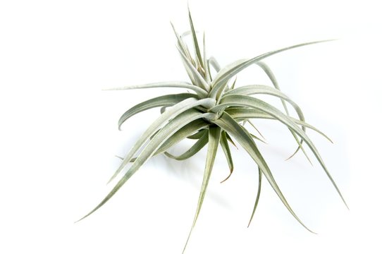 Tillandsias: "filles de l'air"
