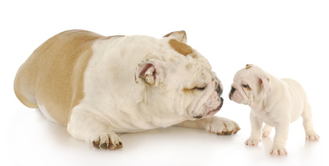 bulldog mother and puppy
