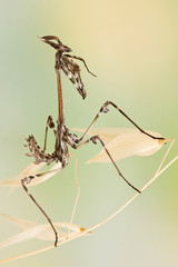 Empusa pennata insect