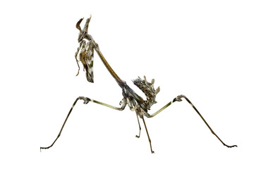 Empusa pennata mantis isolated on white