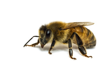 Single Bee isolated on white