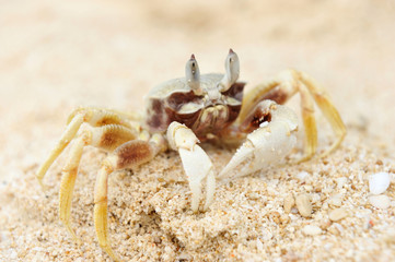 Crab on a beach
