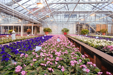 Greenhouse with Saintpaulia plants - obrazy, fototapety, plakaty