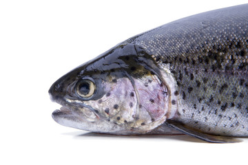 Lachsforelle