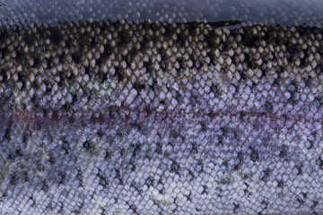 Fischschuppen © by-studio