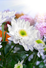 white chrysanthemums