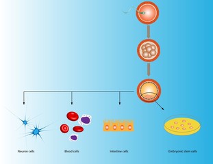 Embryonic stem cells
