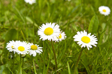 daisy on green field