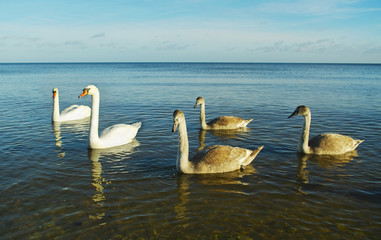 Swans on the water.