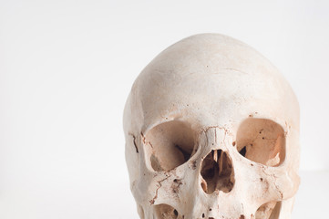 Calavera