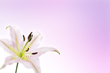 Lily flower background