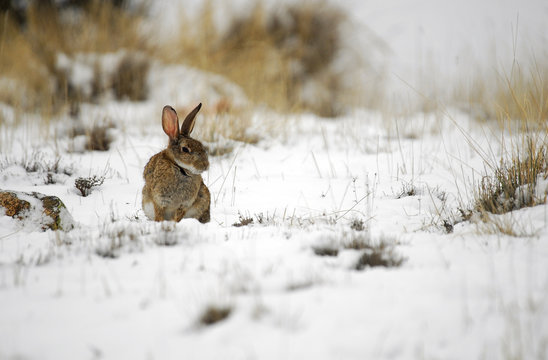 Conejo de campo en la nieve
