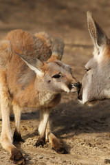 Baby kangaroo getting a kiss
