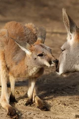 Papier Peint photo Lavable Kangourou Bébé kangourou reçoit un baiser