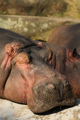 Hippo sleeping