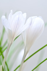 Fototapeta premium Crocus flowers