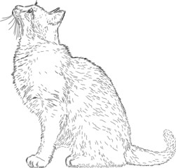 line drawing cat vector