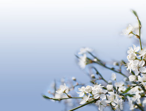 flowerses to aple trees