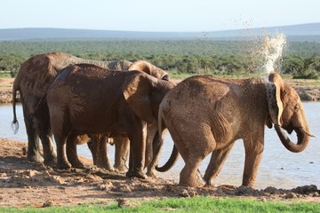 Elephants Spraying Water