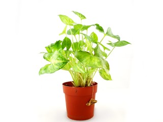 Green plant towards white